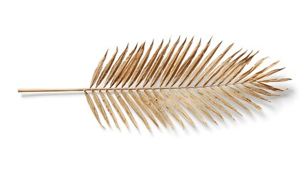 A single dry palm leaf against a clean white background.