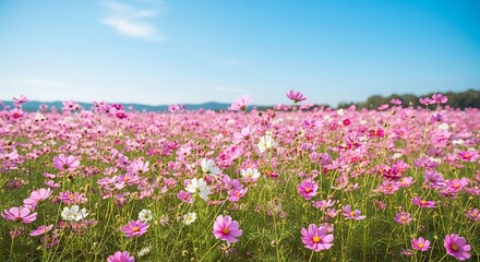 Vibrant Pink Cosmos Flower Field Under Clear Blue Sky on a Sunny Day
