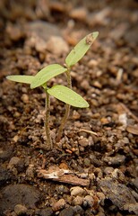 Fototapeta premium Close-up macro photo of young green seedlings emerging from soil, symbolizing new life, growth, sustainability, and fresh beginnings in nature.
