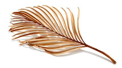 A single dry leaf against a plain white background.