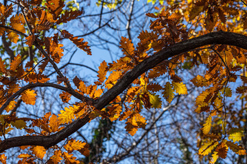 Fototapeta premium dettagli dei rami di un albero di quercia e del fogliame color arancione, illuminto dal sole, in autunno, di giorno, con cielo azzurro e sereno sullo sfondo