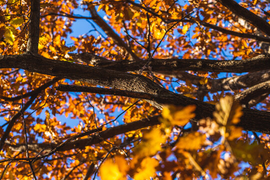 dettagli dei rami di un albero di quercia e del fogliame color arancione, illuminto dal sole, in autunno, di giorno, con cielo azzurro e sereno sullo sfondo