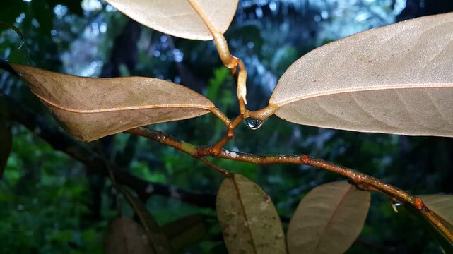 Bubbles on leaf stem focus on foreground 4k aesthetic footage. Perfect for documentaries about tropical rainforests and World Wildlife Conservation Day on December 4th. leaves of a tree