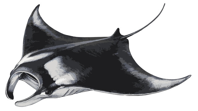 Mobula birostris illustration art