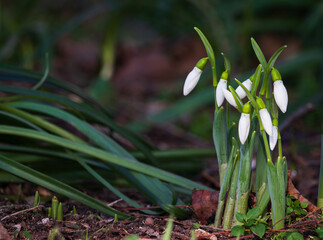 Snowdrops in a garden