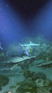 Sunken treasures come to life as various sharks swim gracefully along the ocean floor near Costa Rica, illuminated by beams of light piercing the serene aquatic depths.