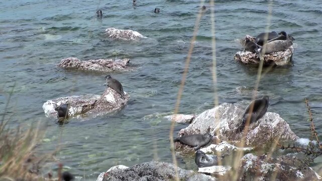 A group of Baikal seals are enjoying a sunny day in Siberia. Some seals are basking on rocks while others are swimming and playing in Lake Baikal during daylight hours.