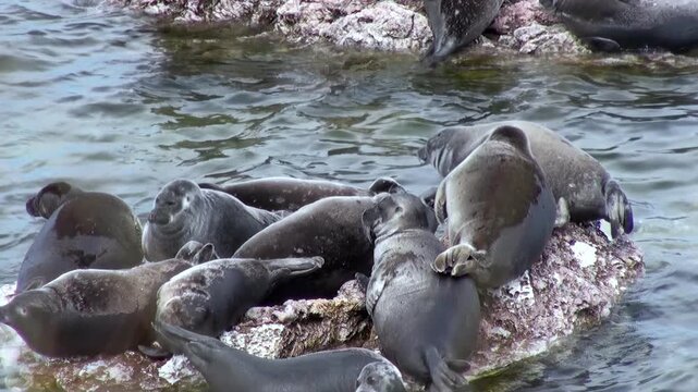 Many Baikal seals, also known as Pusa sibirica, gather on a rocky outcrop in Lake Baikal. They are basking in the sun during the day, some sitting up and watching.