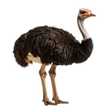 An ose bird standing in front of black background with its head.