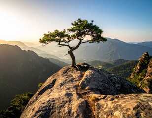 small trees growing on rocks in the mountains
