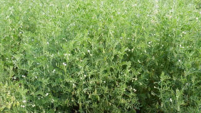 Blooming Lentil Crop Fields