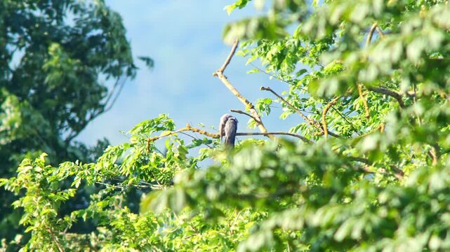 Common Cuckoo (Cuculus canorus) Calling from Dry Tree Branch at Summer Sunrise, Essen, North Rhine-Westphalia, Germany