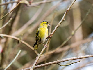 Siskin Bird Perched on a Branch