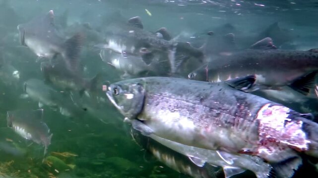 Shimmering multitude of Salmon navigate river in Pacific Northwest. These resilient fish journey upstream through murky waters, driven by ancient instinct to return to their spawning grounds.
