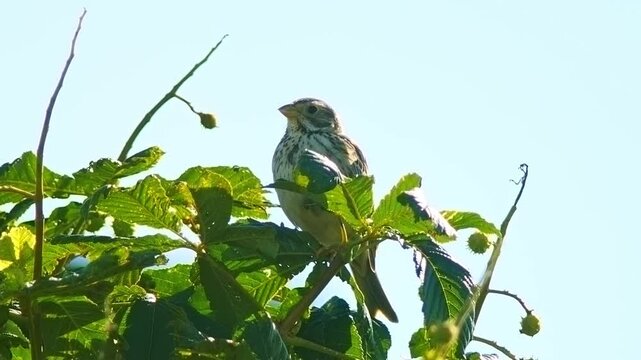 Corn Bunting (Emberiza calandra) Singing on Tree Top During Summer Sunrise, Essen, North Rhine-Westphalia, Germany