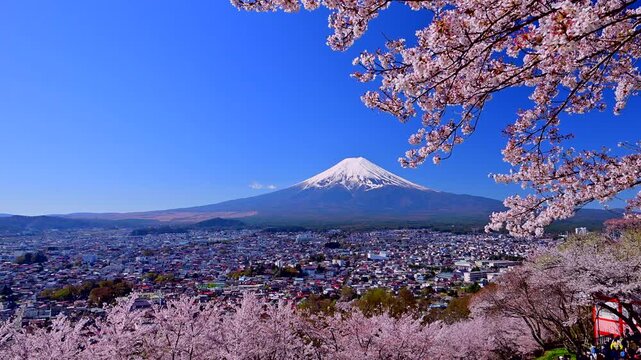 Cherry blossoms and Mount Fuji at Arakurayama Sengen Park in Yamanashi Prefecture