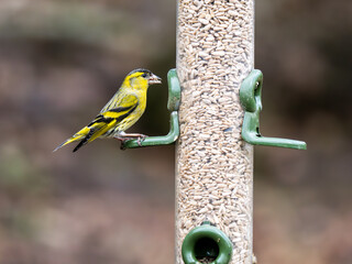 Naklejka premium Siskin Bird on a Birdfeeder