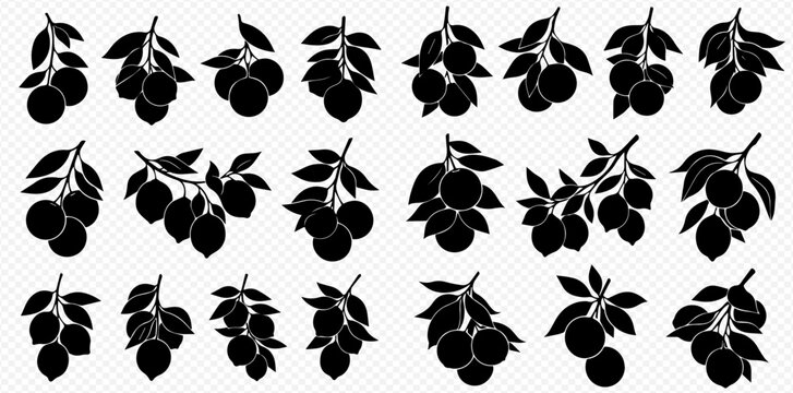 Set of black silhouettes of citrus branches with fruits and leaves, isolated on white background.