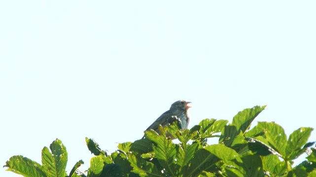 Corn Bunting (Emberiza calandra) Singing on Tree Top During Summer Sunrise, Essen, North Rhine-Westphalia, Germany