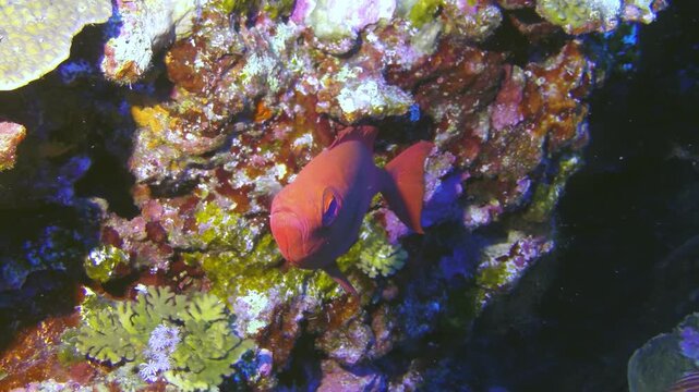 An exquisite, fiery-colored fish swims gently between vibrant coral formations. The underwater world comes alive with the beauty and serenity of this ocean marvel.