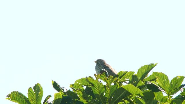 Corn Bunting (Emberiza calandra) Singing on Tree Top During Summer Sunrise, Essen, North Rhine-Westphalia, Germany