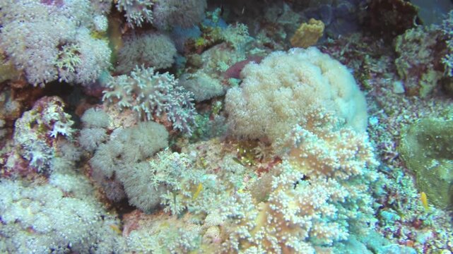 A radiant hogfish explores its captivating habitat. Surrounded by soft corals, the reef teems with life in the shimmering light. Captured during a dive in the Red Sea.