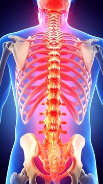 Anatomical illustration showing skeletal system with highlighted spine, ribs, and pelvis with pain indication in red and orange hues on human form.