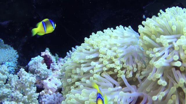 Delicate anemonefish flutter and dance amidst the graceful, flowing tentacles of a vast sea anemone. The scene captures the symbiotic harmony of a vibrant coral reef ecosystem.