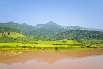 Obraz premium Golden-green rice fields stretch beside a calm muddy river, reflecting the forested hills and distant mountains under a clear blue sky in northern Vietnam. Bright sunlight highlights the lush
