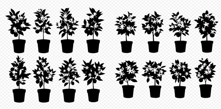Set of potted citrus trees silhouettes with fruits and flowers, vector illustration.