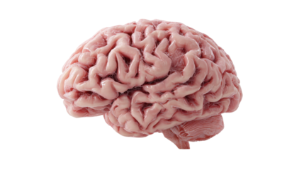 Realistic human brain anatomy medical science neuroscience intelligence thinking mental health biology concept isolated detailed 3D render illustration on white background