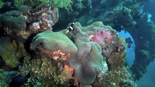 Clownfish playfully weaves among the tentacles of its host anemone on a vibrant Coral Reef. Symbiotic partnership thrives in this underwater paradise.