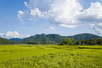 Fototapeta premium Vibrant green rice paddies stretch across a broad valley with forested mountains rising in the background beneath a blue sky filled with dramatic clouds near Dien Bien Phu. The landscape feels open