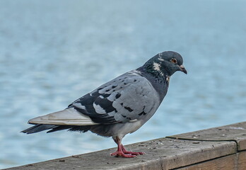 A pigeon with dark plumage and red paws stands on a wooden surface.