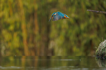 a beautiful flying kingfisher looking for its prey, a fish, in its natural environment.