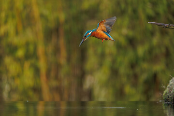a beautiful flying kingfisher looking for its prey, a fish, in its natural environment.