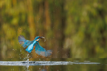 a beautiful flying kingfisher with its prey, a fish, in its beak, in its natural environment.
