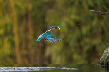 a beautiful flying kingfisher with its prey, a fish, in its beak, in its natural environment.
