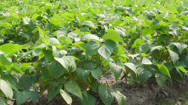 Fields of cultivated bean plants