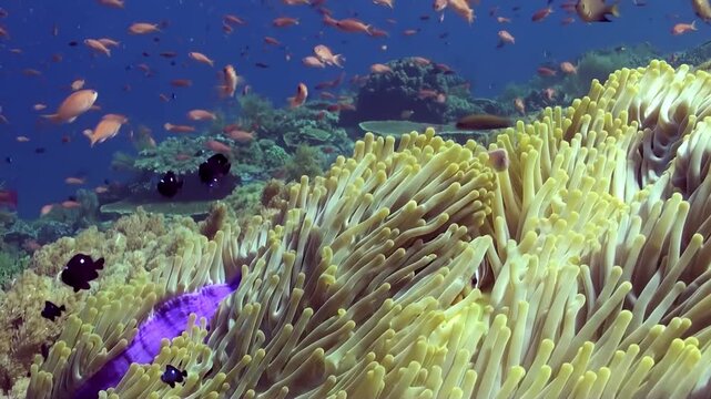 A captivating look at a clownfish nestled in its anemone. The vibrant reef is teeming with fish swimming around their colorful underwater habitat during the day.