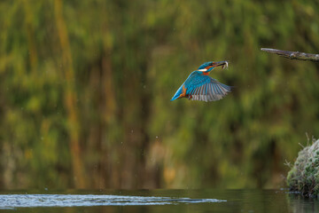 a beautiful flying kingfisher with its prey, a fish, in its beak, in its natural environment.
