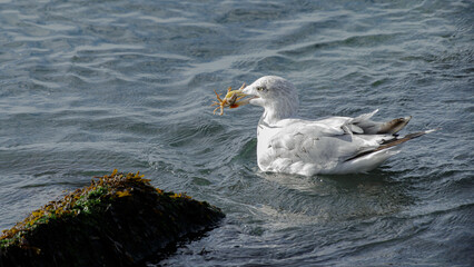 A herring gull at sea with a crab in its beak, in its natural environment