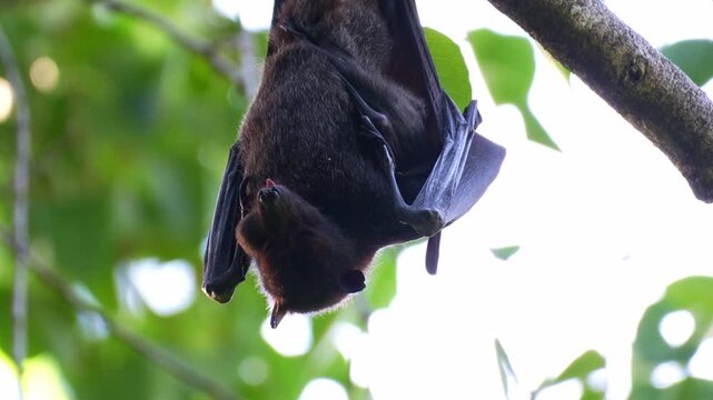 A black flying fox hanging upside down from a tree branch amidst lush greenery, chewing fruit pulp, close up shot.