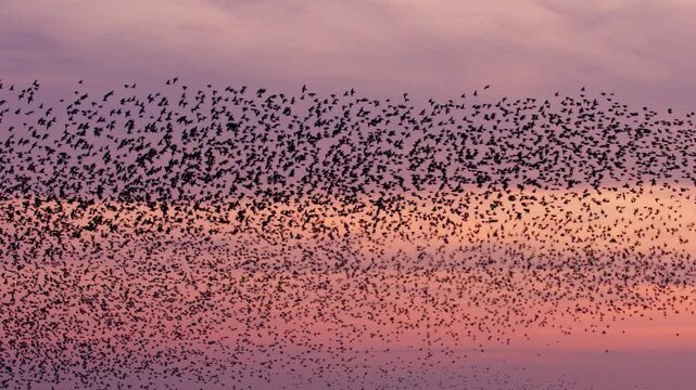 Multitude of migrating starlings swarming in vibrant twilight sky, telephoto