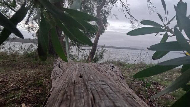 The camera focuses on a dead log near the water. Surrounding trees frame the view of the body of water. The setting shows nature during a cloudy day, capturing the textures of wood and water.
