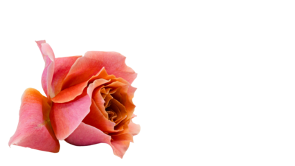 薔薇の花 マクロ撮影 背景透過 ピンクオレンジのバラ