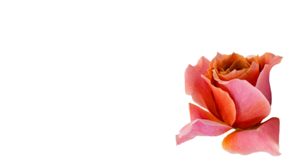 薔薇の花 マクロ撮影 背景透過 ピンクオレンジのバラ