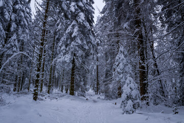 Fototapeta premium A quiet forest path winds through tall conifer trees thickly draped in snow in the Morvan mountains. The deep winter scene is filled with soft light, dense textures, and a tranquil, untouched mood.