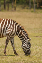 Fototapeta premium Zebra grazing on the grassland plains near Lake Nakuru, Kenya
