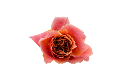 ピンクオレンジの薔薇 マクロ撮影 背景透過素材